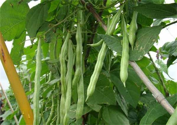 華南四季豆種植及管理