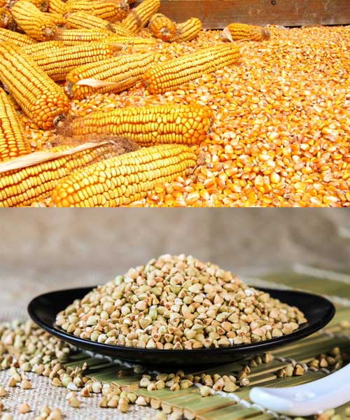 【求】大量收購玉米蕎麥