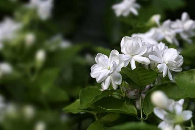茉莉種植栽培技術及病蟲害防治措施