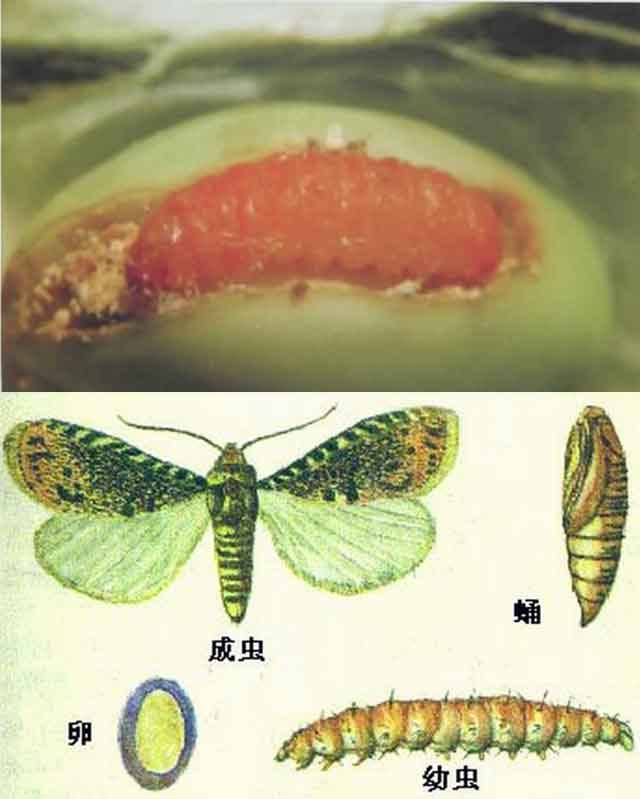 怎樣防治大豆食心蟲