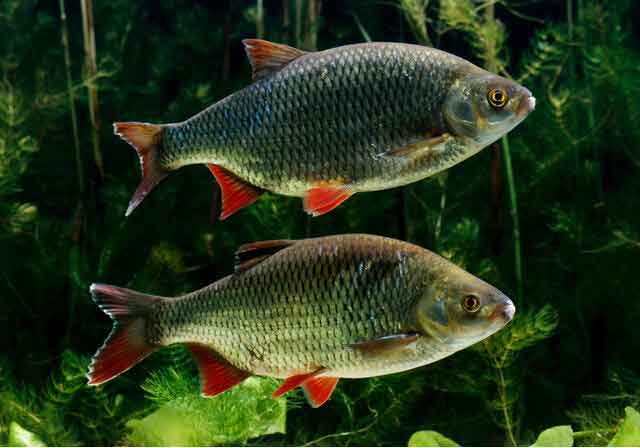 魚苗當(dāng)年怎樣養(yǎng)成食用魚