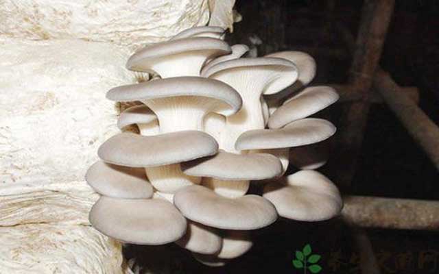 鳳尾菇利用稻稈大床栽培技術和管理方法