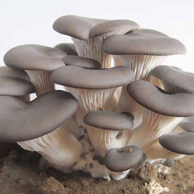 玉米秸稈種植栽培平菇的方法