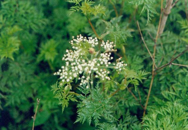 川芎種植栽培技術(shù)及病蟲害防治方法