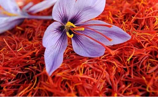西紅花室內無土種植技術及市場價格