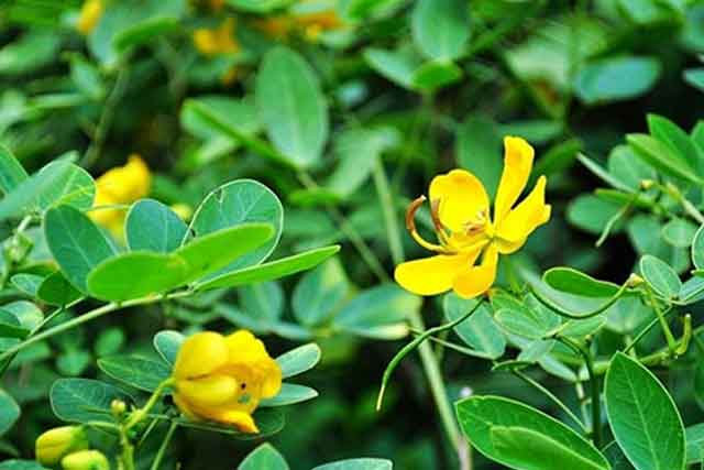 花生根上長瘤和花生葉片上長銹斑怎么辦