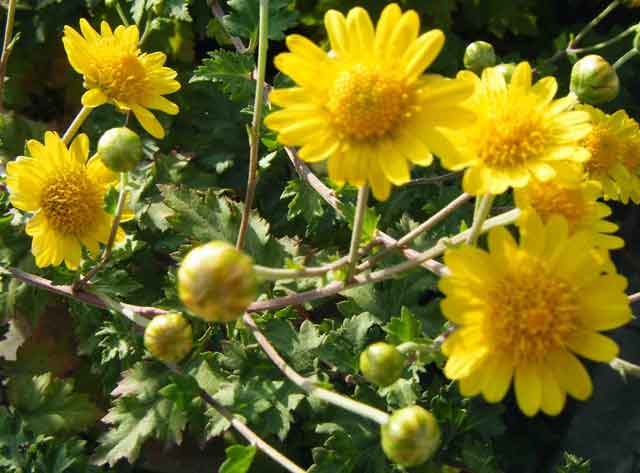 野菊花種植栽培采收和利用