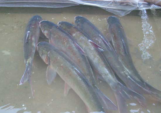 網(wǎng)箱養(yǎng)鰱、鳙魚發(fā)生錨頭騷病的治療方法