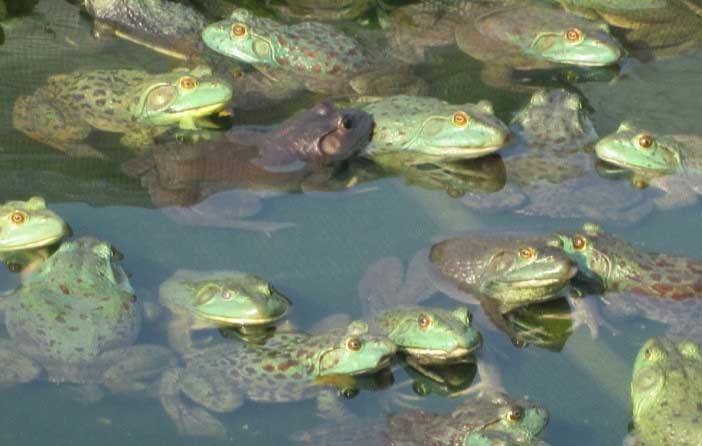 牛蛙養殖過程中怎樣馴化牛蛙吃死餌料