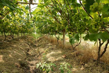 葡萄種植及夏季土、肥、水管理技術