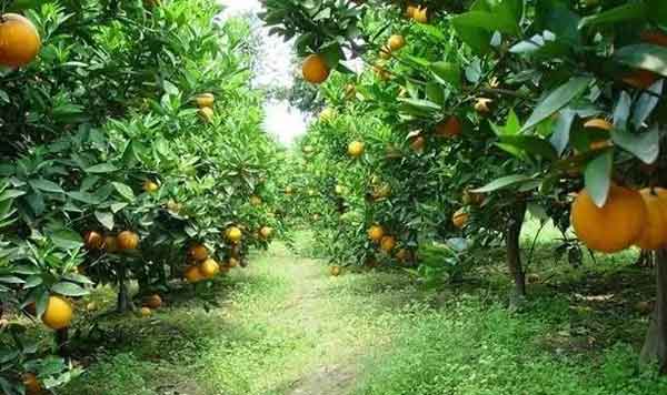介紹果園除草的幾種方法