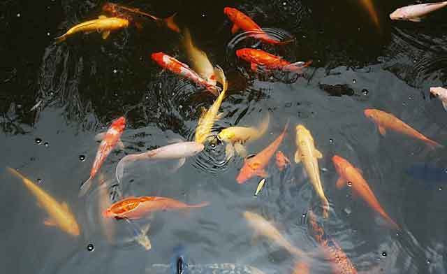 魚病診斷與防治以及判別方法