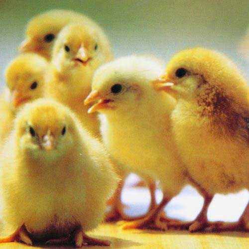 肉用仔雞飼喂與管理技術