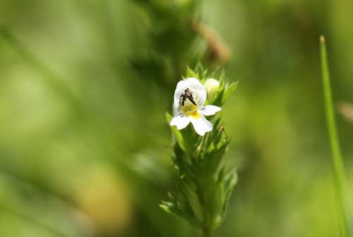 小米草種植及利用小米草養魚技術