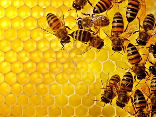 蜂膠治療牙痛、皮癬、雞眼、皮癢、手足皸裂、小疥腫及中耳炎方法