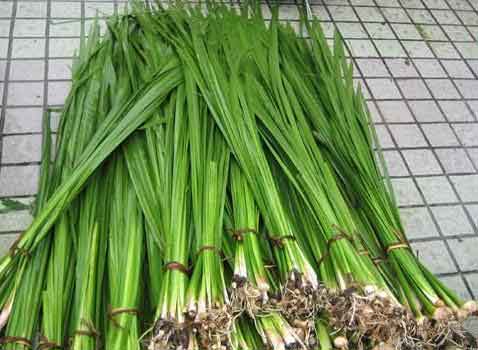 菖蒲防治草魚腸炎、赤皮、爛鰓病