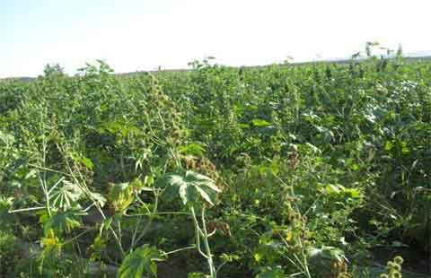 蓖麻種植栽培技術及管理措施