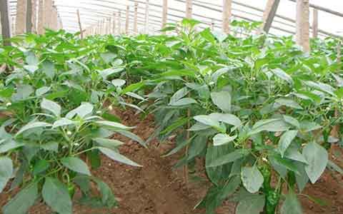 溫室辣椒種植技術(shù)及病蟲害防治措施