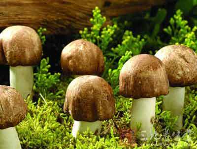 草菇種植怎樣利用玉米地間作