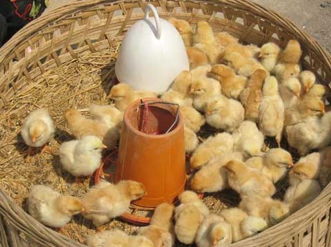 養殖經驗——孵化家禽和種蛋消毒