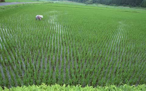 生物農藥防治水稻病蟲害，生產綠色優質稻米