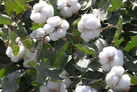棉花紅蜘蛛：棉花葉螨_棉花“火龍”的病蟲害防治方法