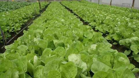 葉菜類蔬菜種植技術要點及苗期中后期管理措施