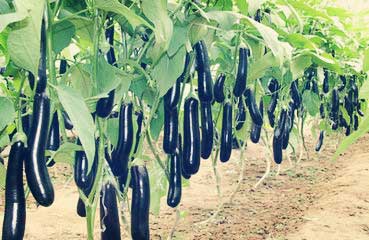 病蟲害防治：茄子發(fā)生黃萎病怎么辦？