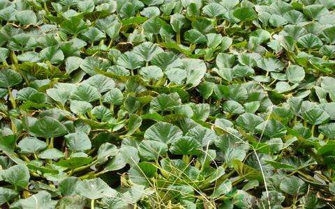 菱角種植管理、病蟲害防治及采收
