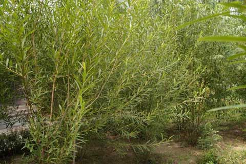 杞柳種植管理、病蟲害防治及收割與貯藏