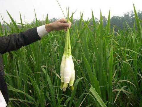 茭白種植管理、病蟲害防治及采收