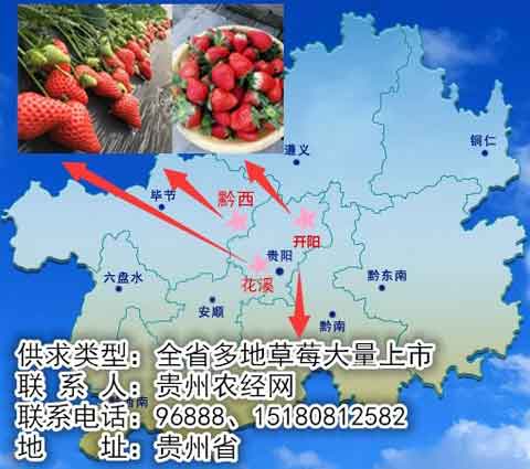 貴州草莓供應信息：春天來啦，我們一起摘草莓嘍
