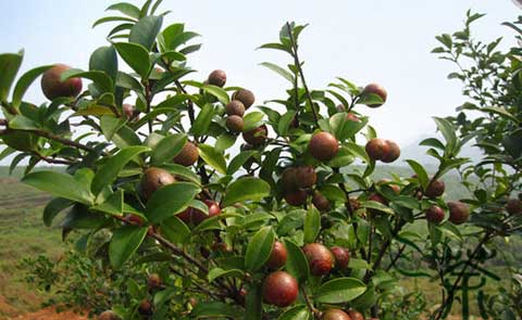 油茶樹：油茶種植管理及病蟲害防治措施