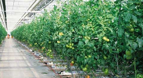 番茄種植及病蟲害防治