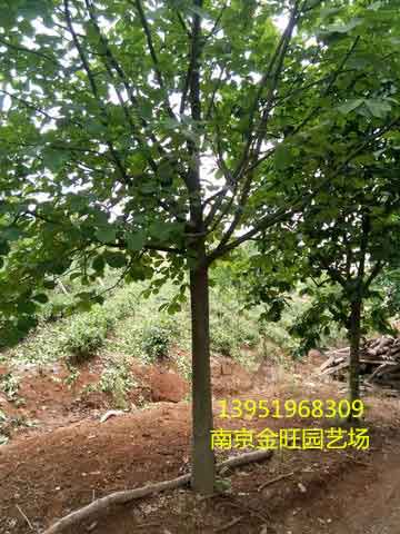 【供】江蘇12公分/15公分/白玉蘭樹價格批發行情