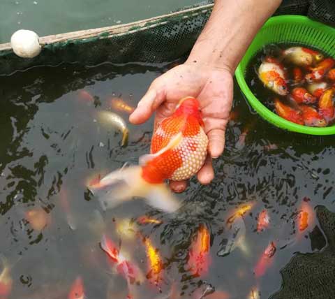 養魚技術：什么是綜合養魚，怎樣進行？