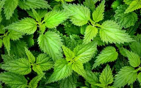 薄荷及麻黃的采集、加工和炮制