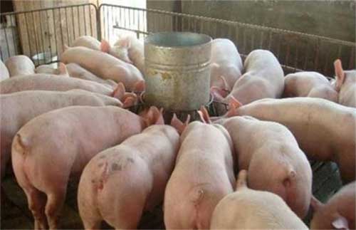 養豬技巧_“發酵”復合飼料喂豬效果好