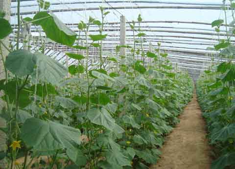 大棚黃瓜種植管理及霜霉病、菌核病防治方法
