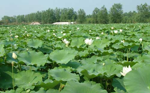 蓮藕種植栽培管理及蓮藕采摘和加工技術