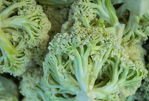 花椰菜優良品種及種植和栽培管理技術