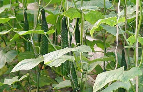 黃瓜優良品種介紹及黃瓜種植技術措施