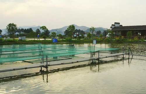 養(yǎng)魚技術(shù)_池塘養(yǎng)魚環(huán)境對魚類生長和產(chǎn)量有哪些影響