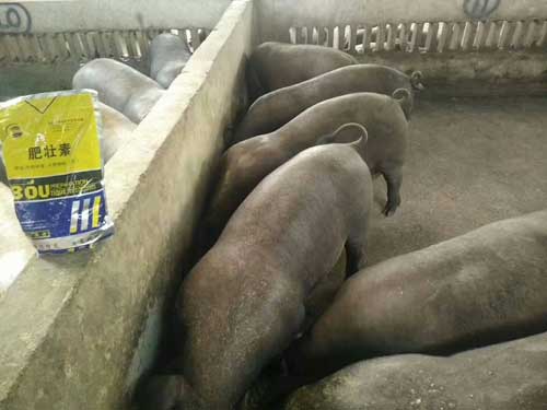 【供】肥壯素多少錢?肥壯素生產廠家普奧w飼料添加劑_催肥促生長_改善外觀