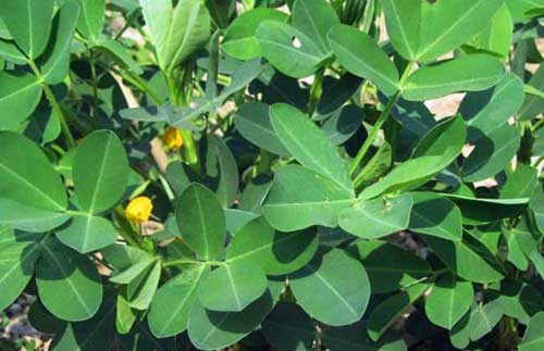 花生缺氮缺磷缺鉀缺鈣的癥狀及其補救措施