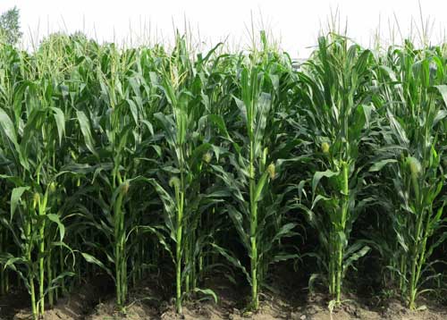 玉米種植增產新技術|玉米種植化學調控方法