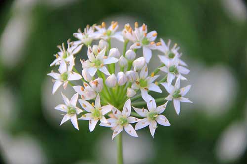 韭菜花新品種種植栽培及采收