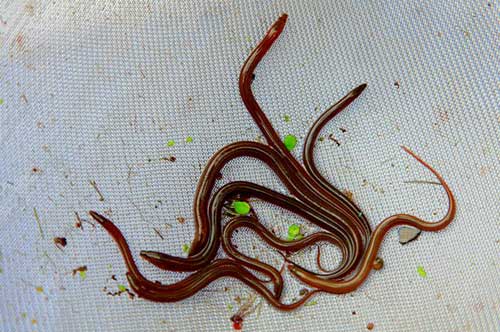 黃鱔養殖技術_黃鱔魚苗人工繁殖收集方法
