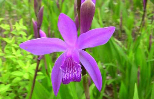 白芨種植方法及種苗價(jià)格信息