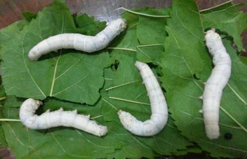 養蠶技術和防病知識